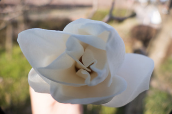 _モクレン（Magnolia heptapeta）＿05.jpg