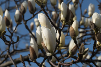_モクレン（Magnolia heptapeta）＿09.jpg